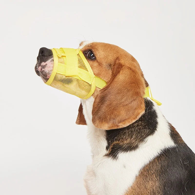Muselière pour chien